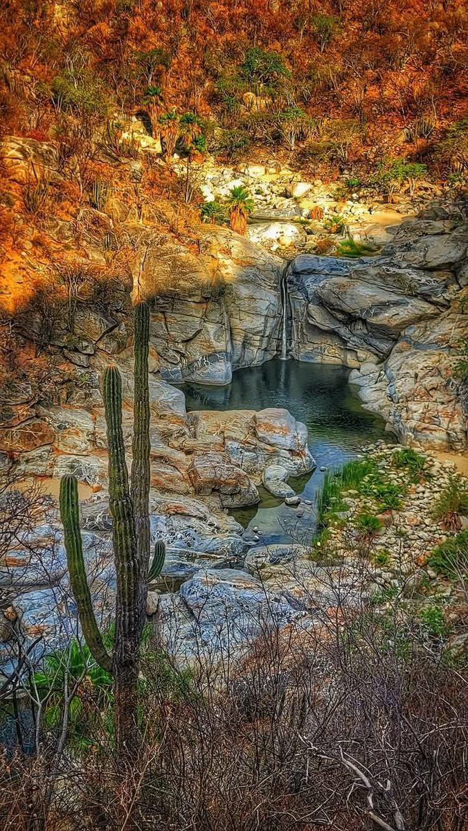 PostBajaSur's tweet photo. #BuenosDías☀️
🔊Lugares de la Baja California Sur #BCS 🔝 https://t.co/Tdu3bboZuU