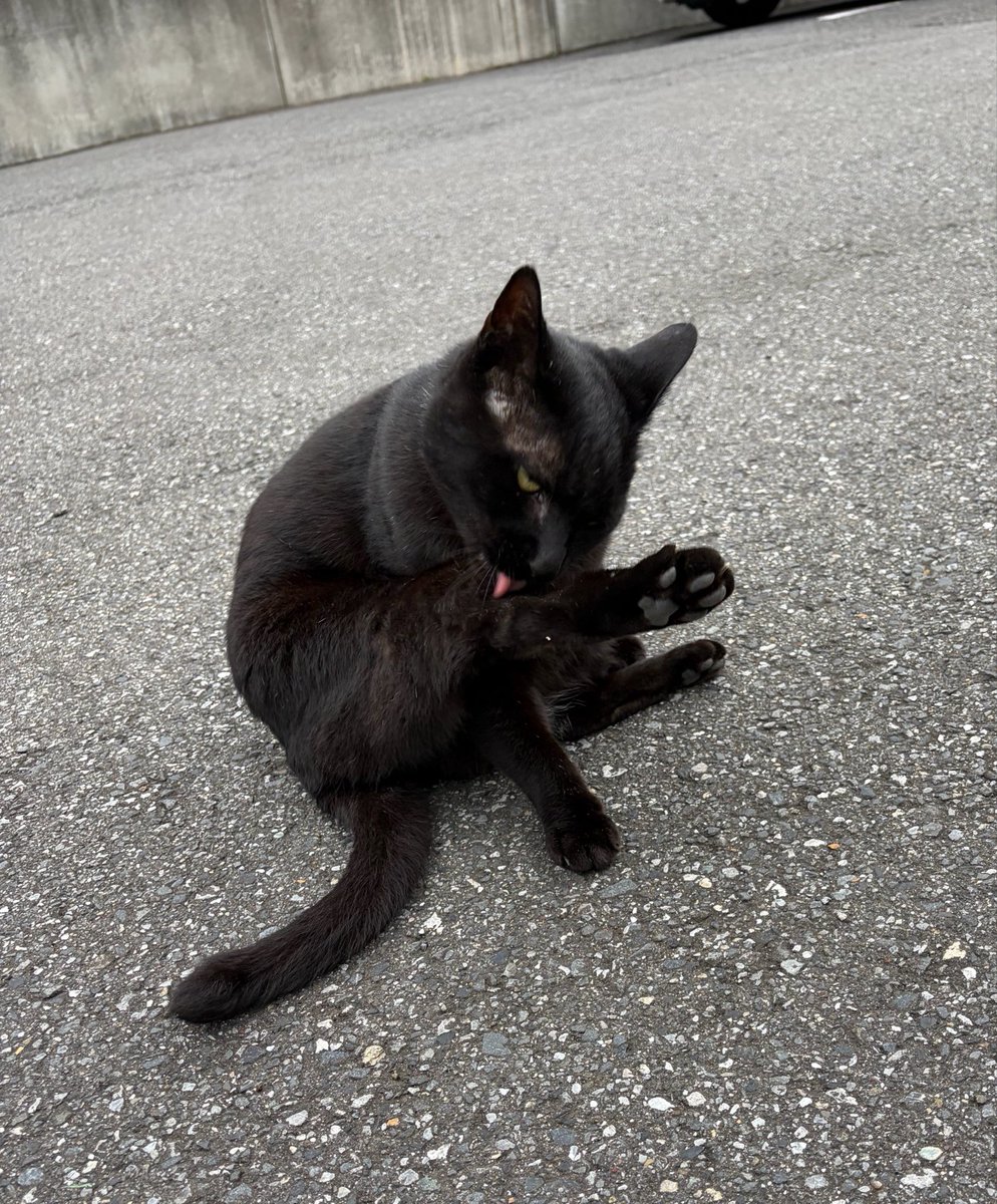fullrunnergo's tweet photo. 母の心臓外科の付き添い→父の退院手続きと迎え→そのまま2人を連れてグループホーム見学→母のショートステイ準備→夕飯・朝ごはんの買い出し、でした。

かなりすり減りましたが、夕方にご近所🐈‍⬛キーちゃん補給で、何とか夜ランまで辿り着けました。

終わってみると良い一日だったかも。 https://t.co/KszbJNbbva