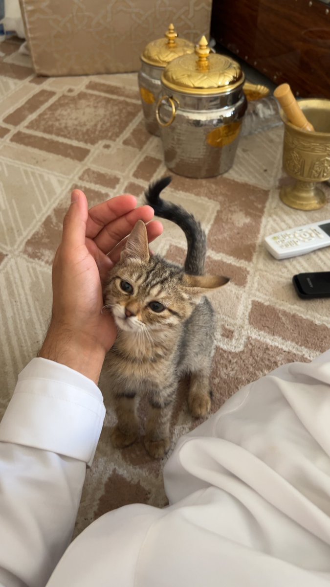 محمد tweet media