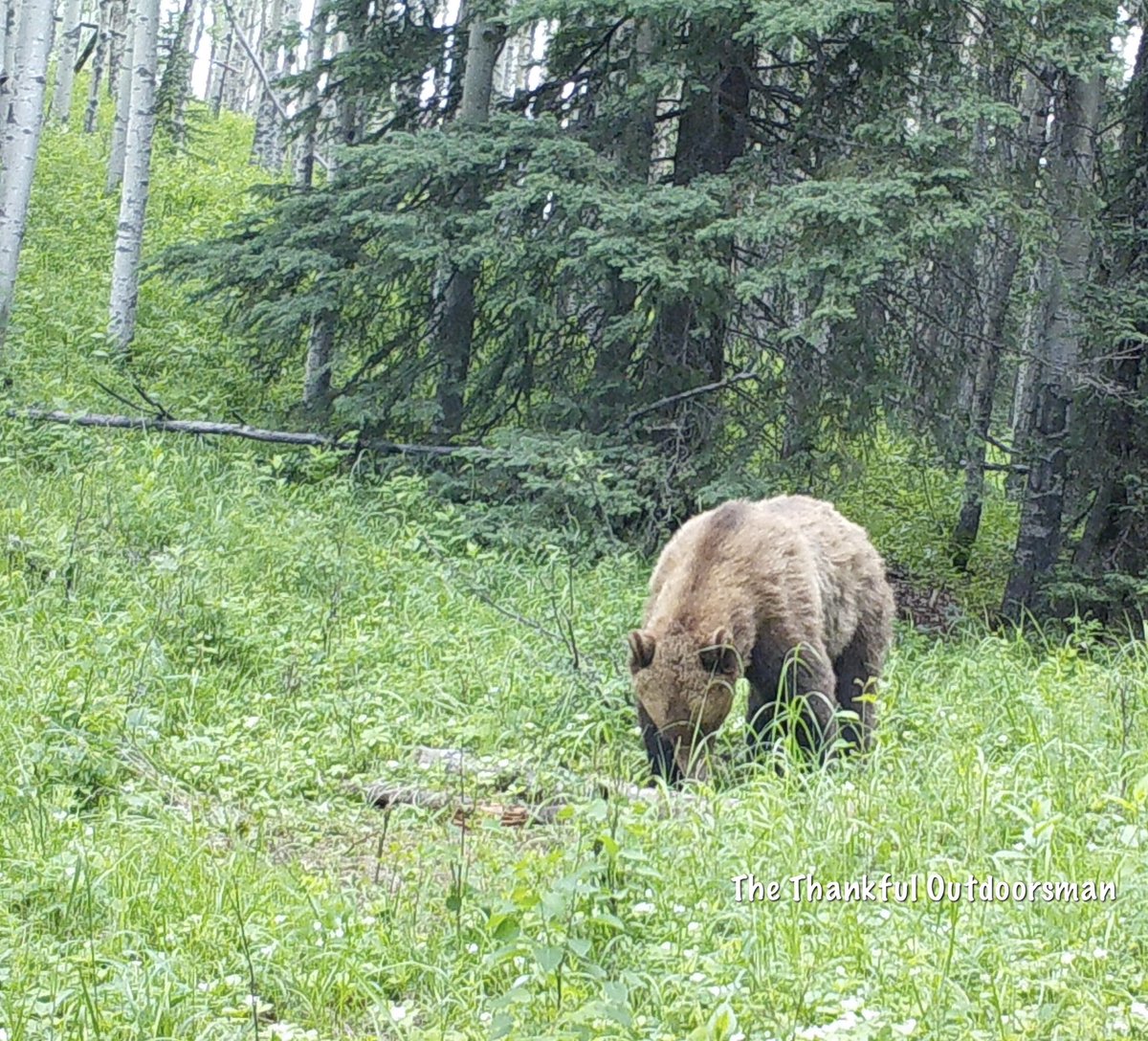 bushcamp2's tweet photo. A blonde phased black bear turns over logs looking for a meal https://t.co/SBNh1Xwk4j