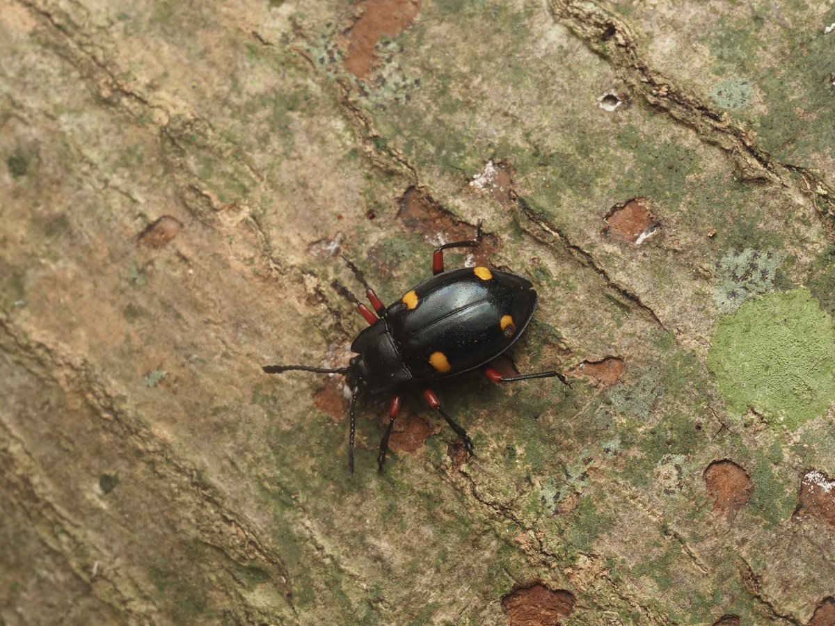 rockfis24599664's tweet photo. タイワンオオテントウダマシ
Eumorphus quadriguttatus
家の近くにある普段行かない方の山に行ったら沢山いた。外産みが強い。 https://t.co/tTtkkDlBmD