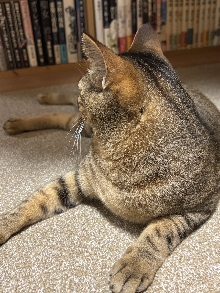 kikanu12's tweet photo. カワイイうちの猫も見てくれ(発作) https://t.co/aPSe9kX6MS