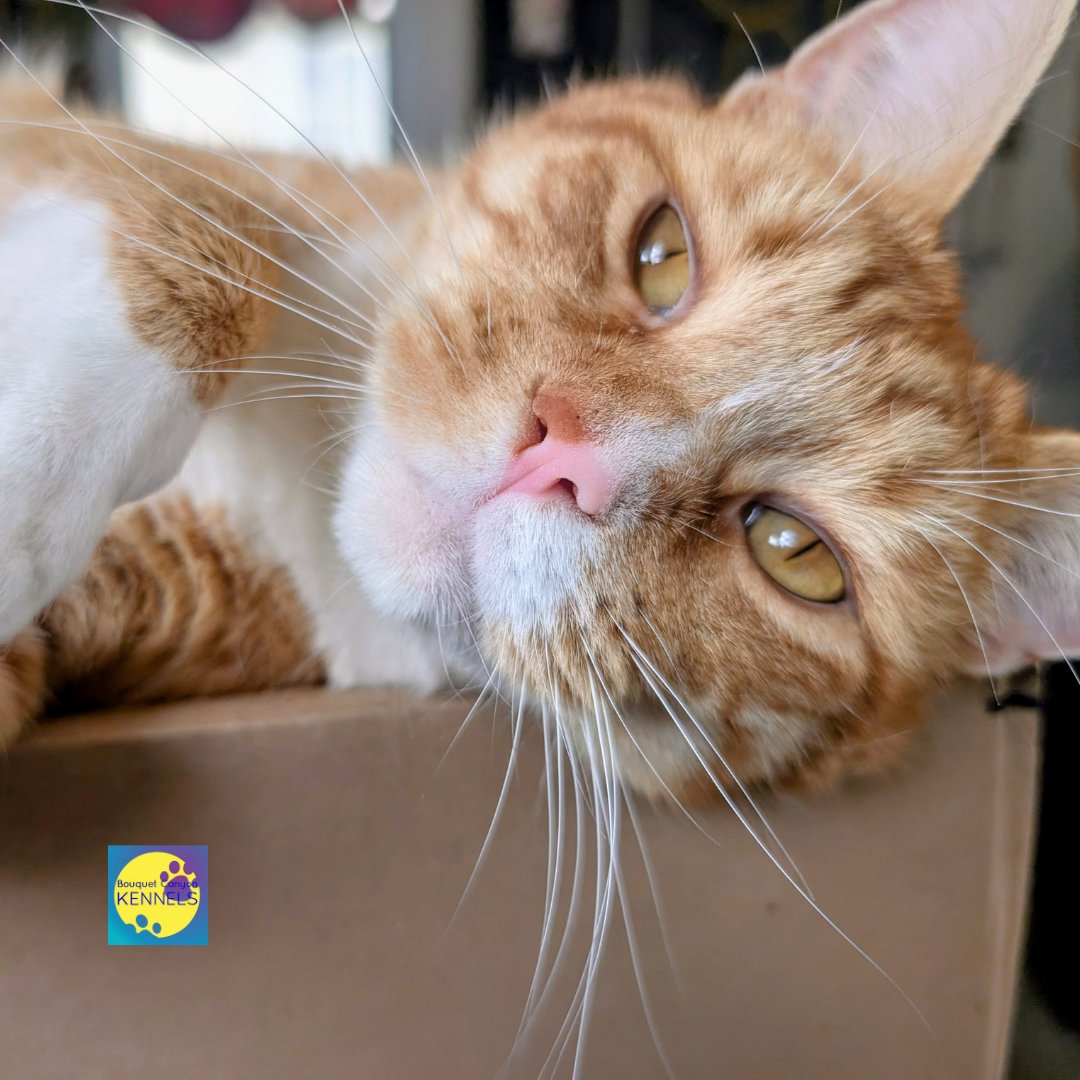 SCVBCKennels's tweet photo. June is Adopt-a-Cat Month. If you've welcomed a new feline into your home this summer, know that Bouquet Canyon Kennels is here for them too — comfortable, attentive cat boarding when life gets busy.

#bouquetcanyonkennels #adoptacatmonth #catboarding https://t.co/q8RmiiNjku