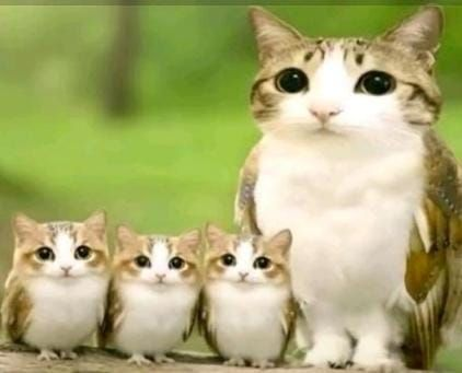 0xove's tweet photo. I called $Zazu and $LMEOW at 25k yday

now it's time for my fav of them all $MEOWL

was in the og till 700k, didn't reach the targets, i believe we will reach them on this. 

no matter how many, one will survive https://t.co/JeiBAwebld