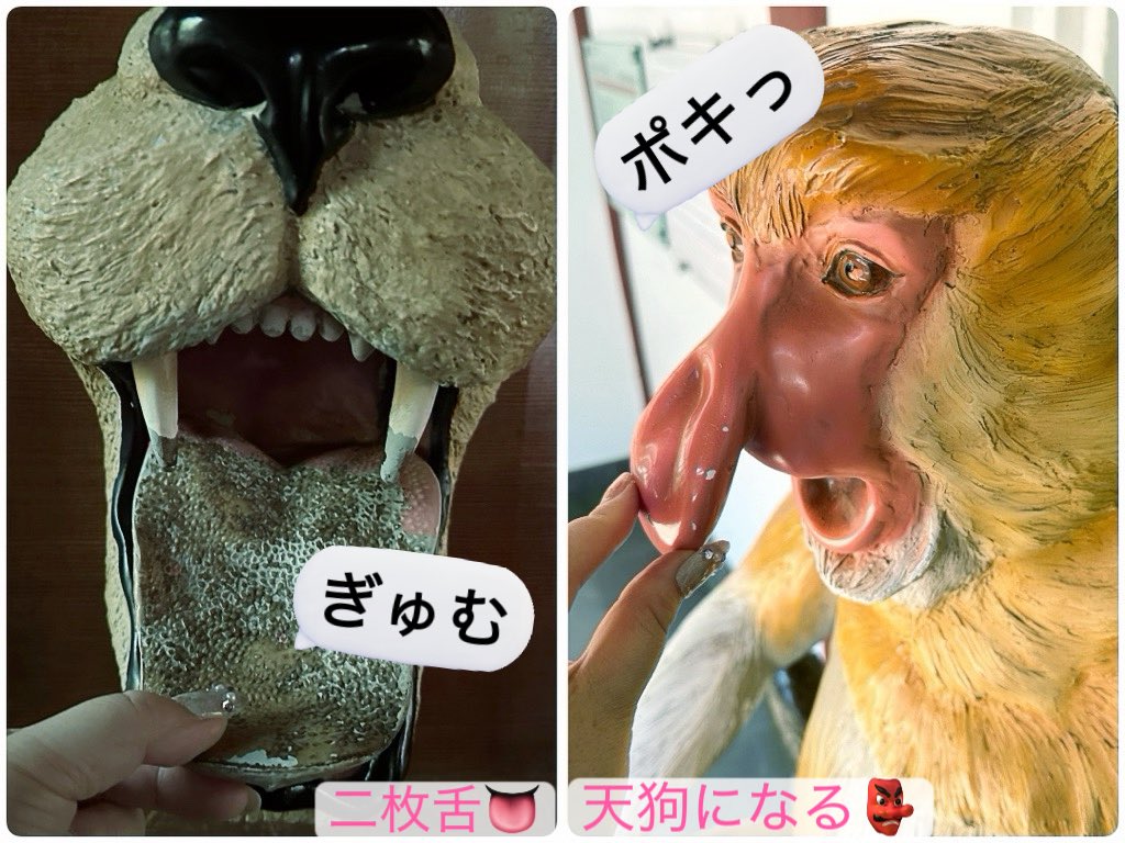 meimi515's tweet photo. 動物園のおさわり展示物コーナーにすぐ吸い寄せられちゃう私です。😶

二枚舌はすぐに引��こ抜くし🙂
天狗の鼻はすぐにへし折る🙂

嘘がなくブレずにまっすぐに、
謙虚に初心忘るべからず。
そんな人が好きだし、自分もそうありたい❣️🙂‍↕️ https://t.co/NfffWRok9j