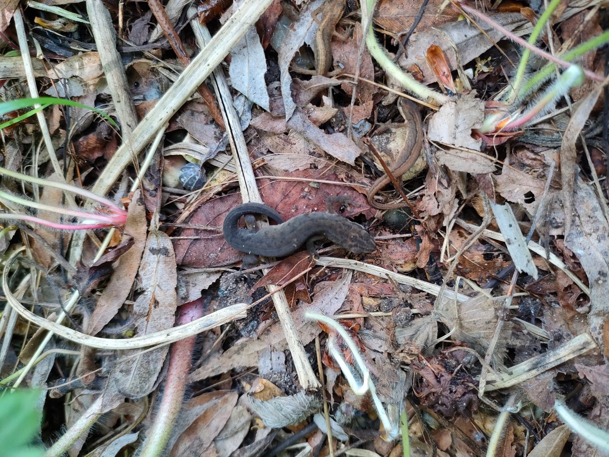 norfolkpainter's tweet photo. Count the newts in this photo taken in my garden..... to prove you're not a robot 🤖 .....hiding under a seed tray. Always be careful  #newts #wildlife #amphibians https://t.co/ErE1o0sBaJ