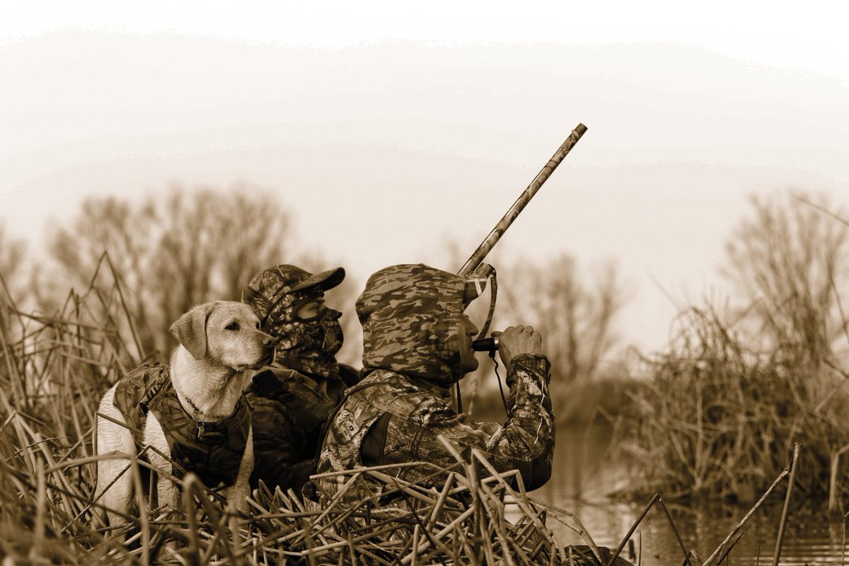 Two hunters in camouflage sit concealed among marsh reeds in a wetland blind, scanning the sky during a waterfowl hunt. One hunter looks through binoculars while the other watches nearby. A yellow Labrador retriever wearing a hunting vest sits alert beside them.