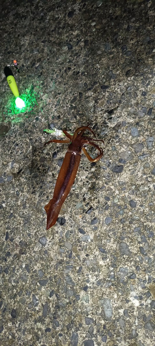 oukyu's tweet photo. サビキで小鯖、小鯵、小カマス
ムギイカ7
久々のホーム堤防釣り。
ムギイカはアタリが比較的に分かりやすかったが、大きなアタリで期待したら、人さし指サイズの細いイカだったり、アタリとサイズが比例してないなぁー https://t.co/jRcOGo2Hi3