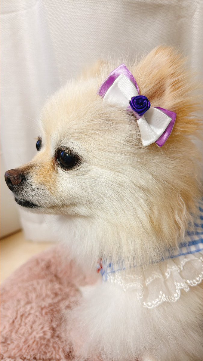 pomechacha's tweet photo. 久々にリボン作りました
ひとつリボンじゃないけど。
お出かけに持っていくと高確率で壊されるので強度がまだまだですわ…😭 https://t.co/58OQ1GnT9x