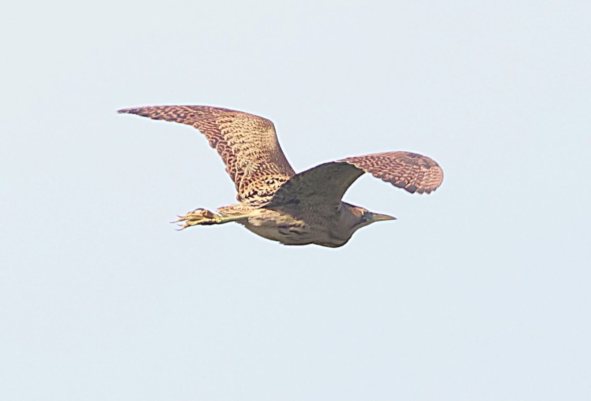 philcheeseman4's tweet photo. Day 3 in a row with the Bittern at Lodmoor this morning https://t.co/Q8V4vrlM0P