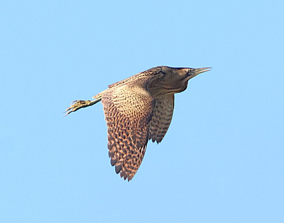philcheeseman4's tweet photo. Day 3 in a row with the Bittern at Lodmoor this morning https://t.co/Q8V4vrlM0P