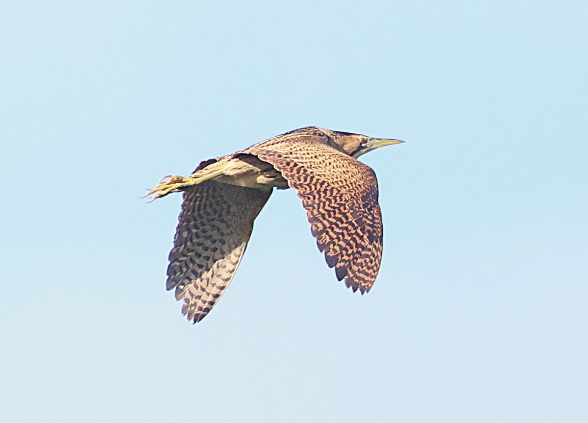 philcheeseman4's tweet photo. Day 3 in a row with the Bittern at Lodmoor this morning https://t.co/Q8V4vrlM0P