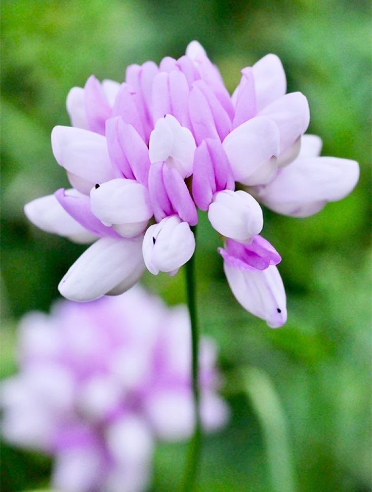 VisualRelics's tweet photo. Native to Europe and western Asia, Coronilla varia produces clusters of small pink and white flowers. A soft mosaic of rose tones spreading across meadows and roadside grasses.
#ChromaticHerbarium #VisualRelics #Pink #White https://t.co/X3LC4Muzko