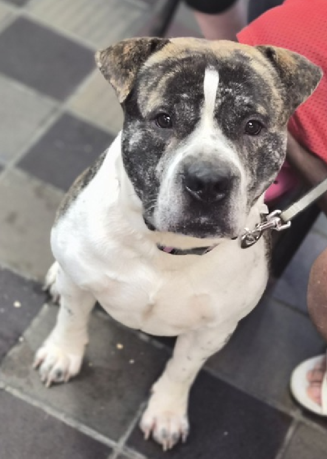 NMBewitched's tweet photo. Can we at least make it harder for #NYCACC to kill puppies

Meet Bricks💔🎯
New Puppy on the Block 
https://t.co/AGSZHavhH6 
Rescue Only 
#FosterMe 
#Pledge4Rescue 

Bricks is scared, damn straight he should be 
A puppy in a cage at ACC does not have good survival odds🔥

Amazingly (sarcasm) once out of his cage he is playful & loving; you just have to be nice & patient