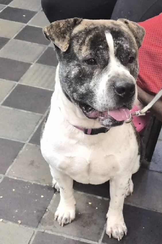 NMBewitched's tweet photo. Can we at least make it harder for #NYCACC to kill puppies

Meet Bricks💔🎯
New Puppy on the Block 
https://t.co/AGSZHavhH6 
Rescue Only 
#FosterMe 
#Pledge4Rescue 

Bricks is scared, damn straight he should be 
A puppy in a cage at ACC does not have good survival odds🔥

Amazingly (sarcasm) once out of his cage he is playful & loving; you just have to be nice & patient