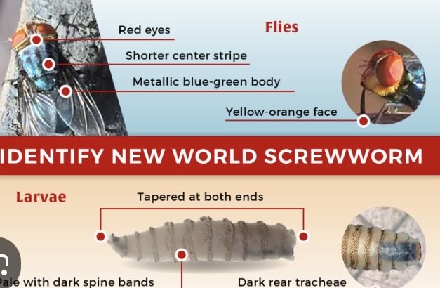 Suzierizzo1's tweet photo. This is what the New World Screw Worm looks like and they were eradicated in the U.S in 1966. Now they’re back thanks to the Trump Administration. https://t.co/MKksIkr2HM