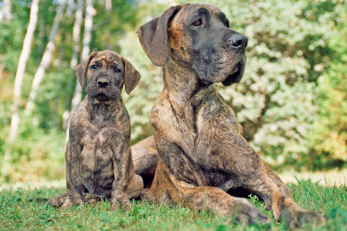 lordtarantulas's tweet photo. @MasteroftheTDS No that is a Dane puppy https://t.co/ENBU83e4OX