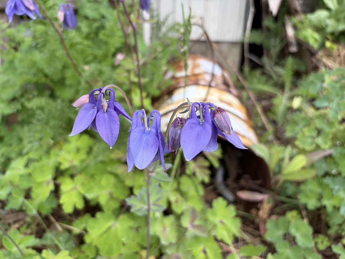 Mayflower1018's tweet photo. オダマキです。
雨降ってたけどそれはそれで味わいが。

めいふらわあのお花を撮ってみたの巻。

#オダマキ
#花 https://t.co/kDCfSQgelG