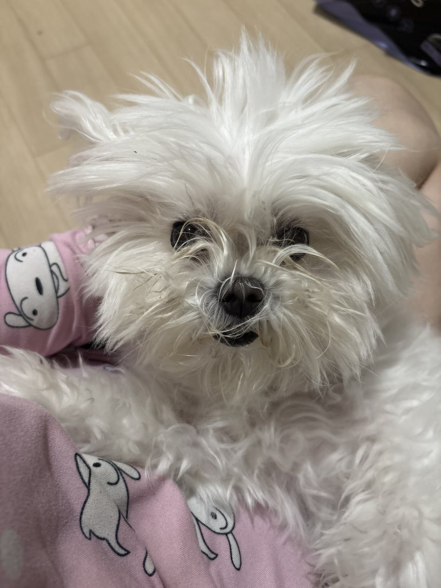 yoonleft1004's tweet photo. 사자 https://t.co/rJA5lY8YEI