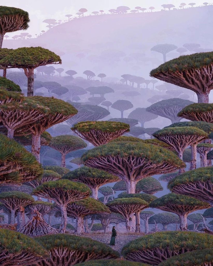 aseelswaid9's tweet photo. Socotra Island, Yemen https://t.co/xNgRKgVjG4