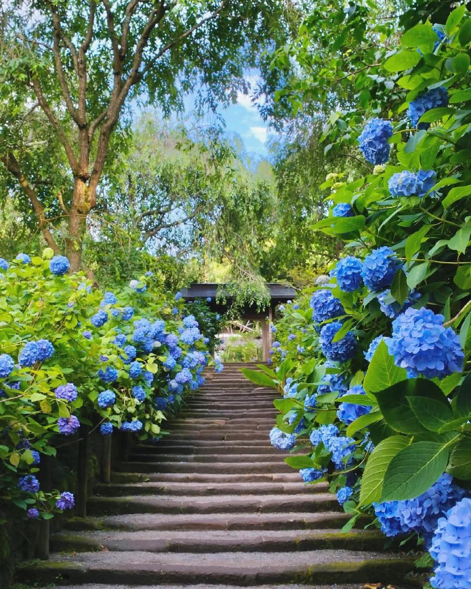 Lune_Aster's tweet photo. Blue summer magic at Meigetsuin Temple, Kamakura 💙
Thousands of hydrangeas bloom in every shade of blue, turning the temple garden into a dreamscape.
This is what Japanese summer feels like.

#Kamakura #JapanTravel #HydrangeaSeason https://t.co/ZDWUet7B6A