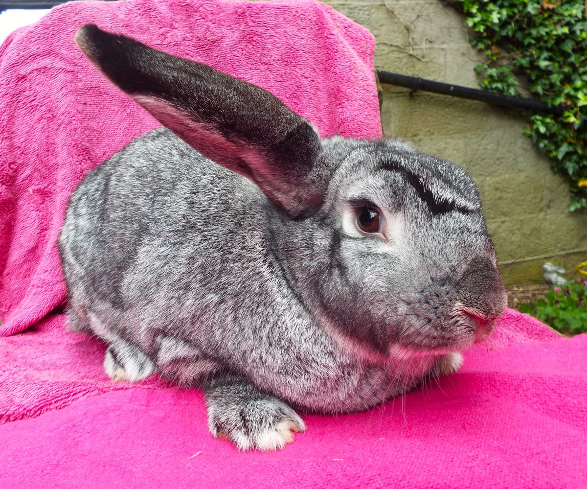 BleakholtF's tweet photo. This is Sully who's a new admission, a 5 year old male with a lovely chinchilla coat. He's quite a large rabbit with very big ears! He's already neutered so hopefully he can find a home quickly. 🐰 #rabbits #bunnies 🐰 https://t.co/PMgsK7923n