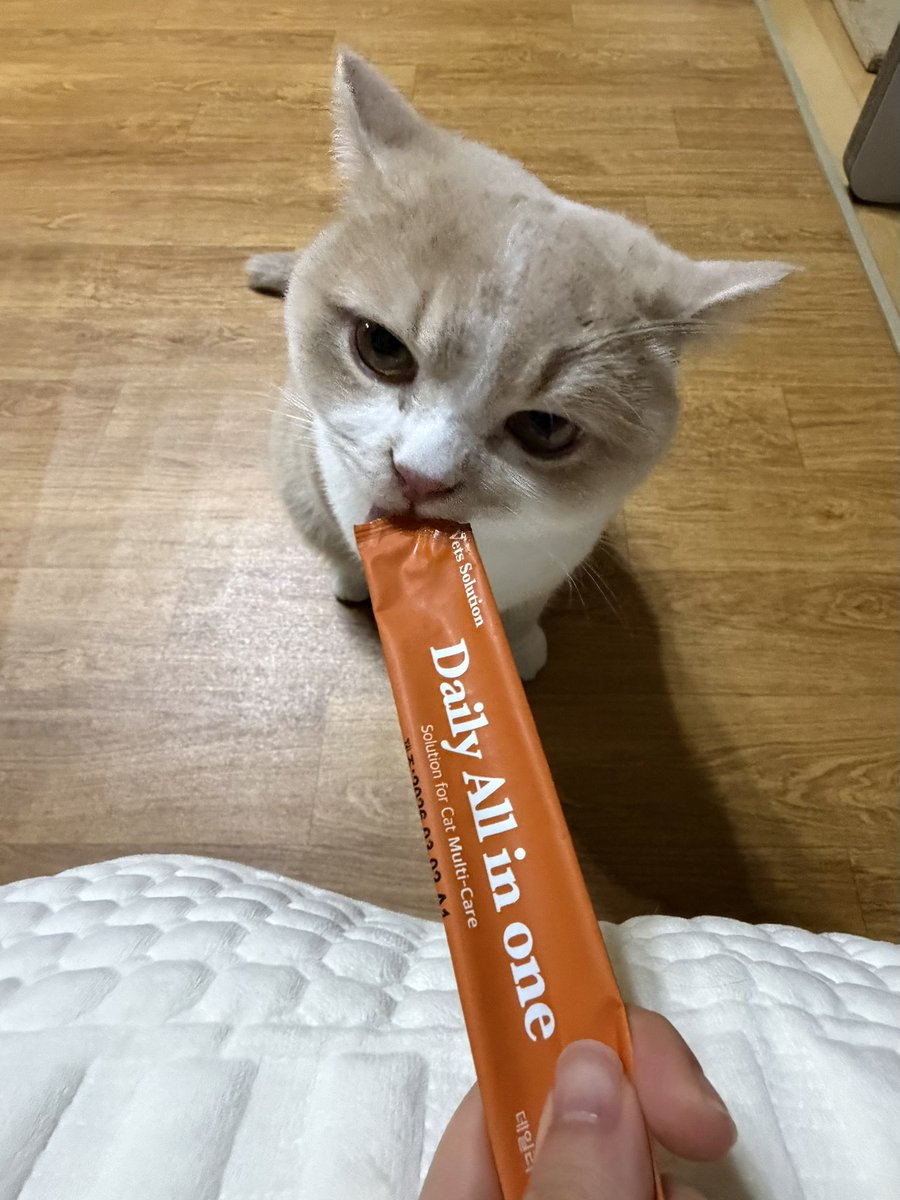 1uckyzip's tweet photo. 친구네 귀요미들이랑 1박 2일 하고 옴😭💕🐈 https://t.co/I33bIddRub