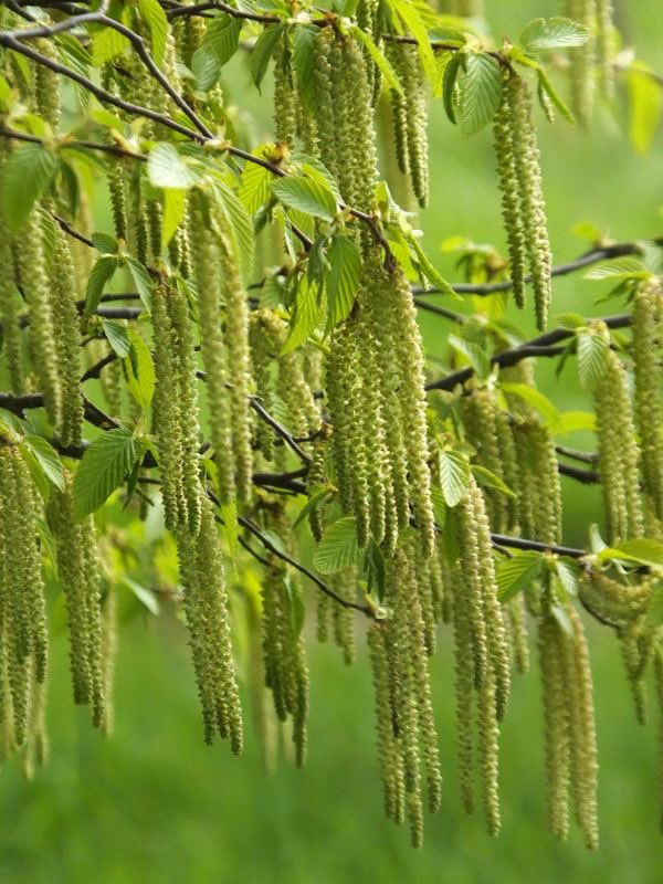 VisualRelics's tweet photo. Native to southern Europe and western Asia, Ostrya carpinifolia carries serrated green leaves and pendulous seed clusters that fade into warm brown tones through late season light.
#ChromaticHerbarium #VisualRelics #Green #Brown https://t.co/4XQgn3X7pz