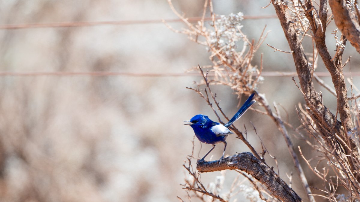 aves_bird's tweet photo. White-winged Fairywren &amp; Purple-backed Fairywren (formerly conspecific with Variegated FW). South Australia, Dec 2025. https://t.co/0Bus8lvTz4