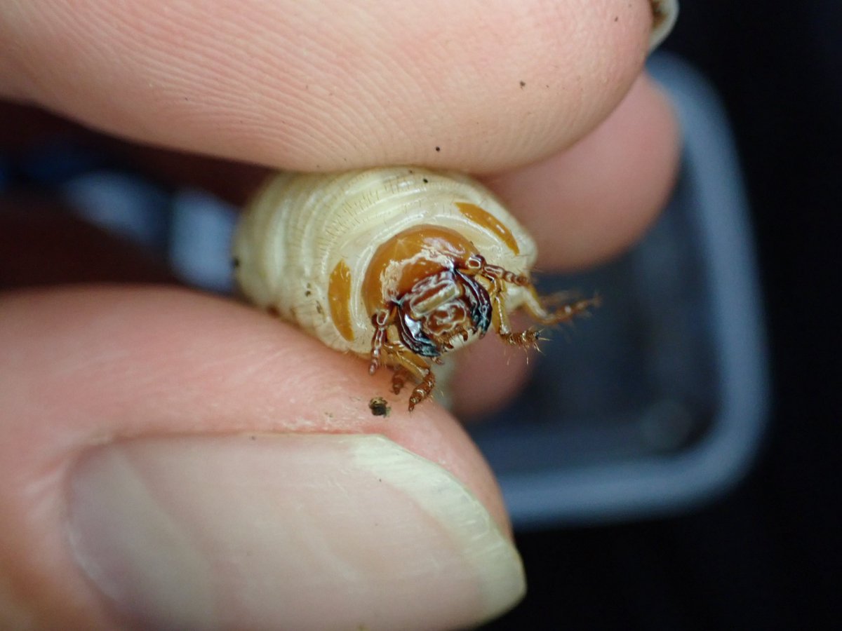 AmbJungle's tweet photo. ブナの樹洞から出てきた幼虫大きいからオオチャイロだと思ってたけどミヤマオオとかムラサキツヤの可能性もあるな... https://t.co/a8VAWif8jF