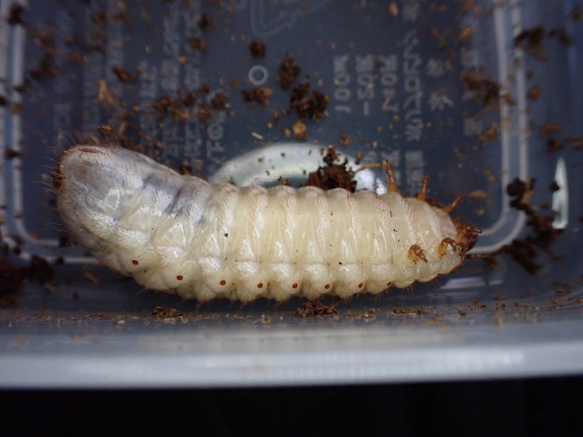 AmbJungle's tweet photo. ブナの樹洞から出てきた幼虫大きいからオオチャイロだと思ってたけどミヤマオオとかムラサキツヤの可能性もあるな... https://t.co/a8VAWif8jF