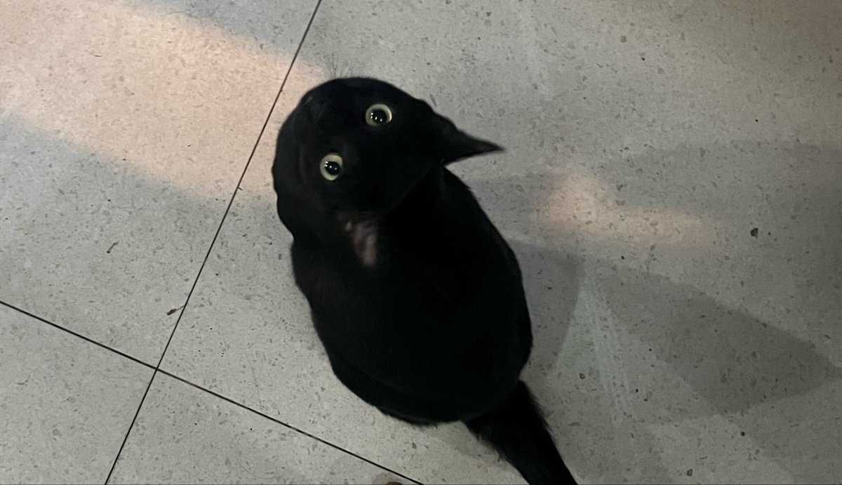 studioooe's tweet photo. sedih bgt bgt bgt jadi inget kucing gue dulu. Kangen berat dulu kmn2 selalu ngikutin, tp pas masi kecil ada masa2 gamau diikutin bbrp kali gitu jd sedihhhh im sorry. Did you come back to me in others??? huhuhu kenapa tatapannya kaya bilang “hi, long time no see”??? Sedih ☹️💔 https://t.co/kpGyE2h4hi