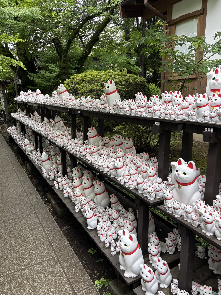 1013game's tweet photo. 豪徳寺行ってきました！
猫いっぱい！
みんなも虹龍洞やろう🌈 https://t.co/NNdT1FZBRA