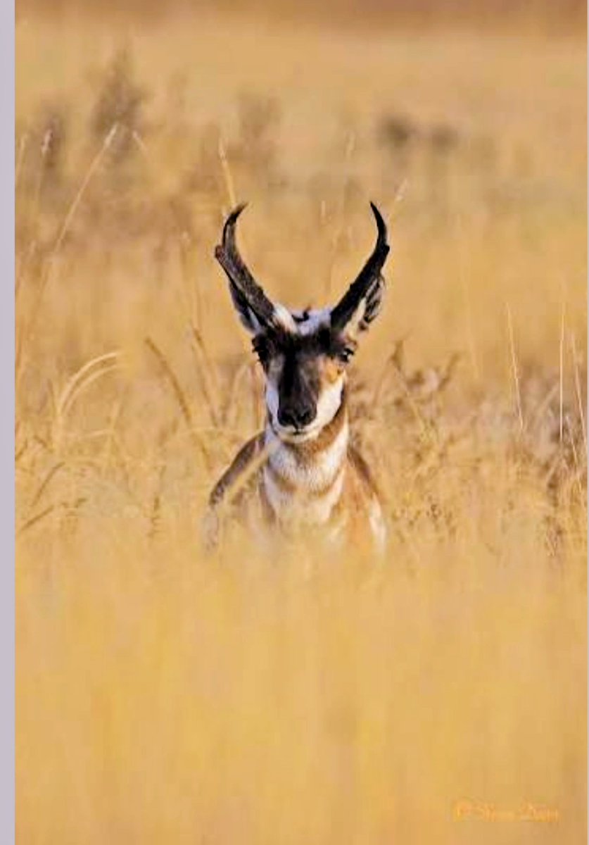 RicksHouseRadio's tweet photo. Pronghorns! We saw these for the first time in Big Bend National Park. They can run up to 60 mph in bursts and sustain a speed up to 5 miles at 40 mph! They have oversized heart and lungs and out runs a Cheetah. #texas #bigbendnationalpark #pronghorn #rvlife https://t.co/QnBuiuAxW7