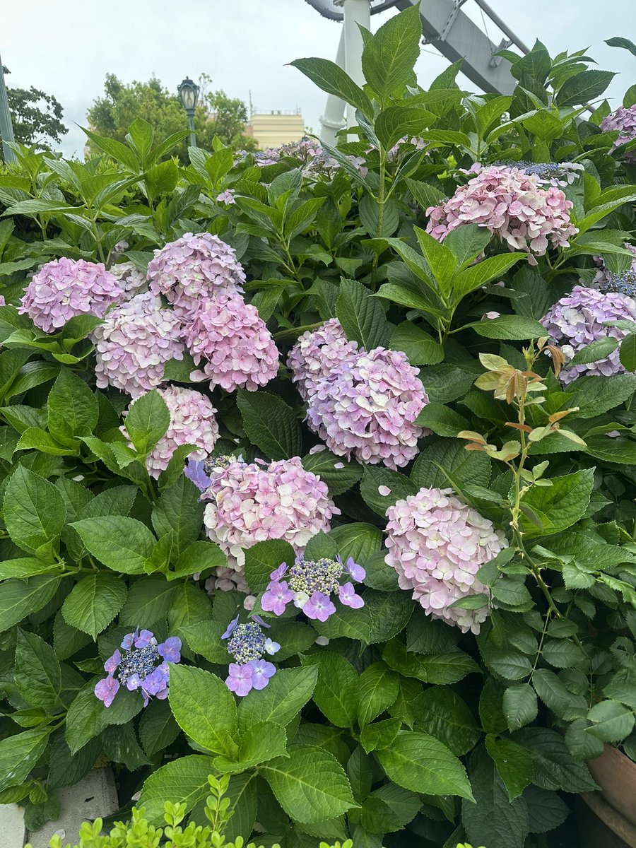 Qunia99's tweet photo. バラも綺麗やったけど
紫陽花も美しく咲いてた！
#USJファン https://t.co/158ptdHHRT