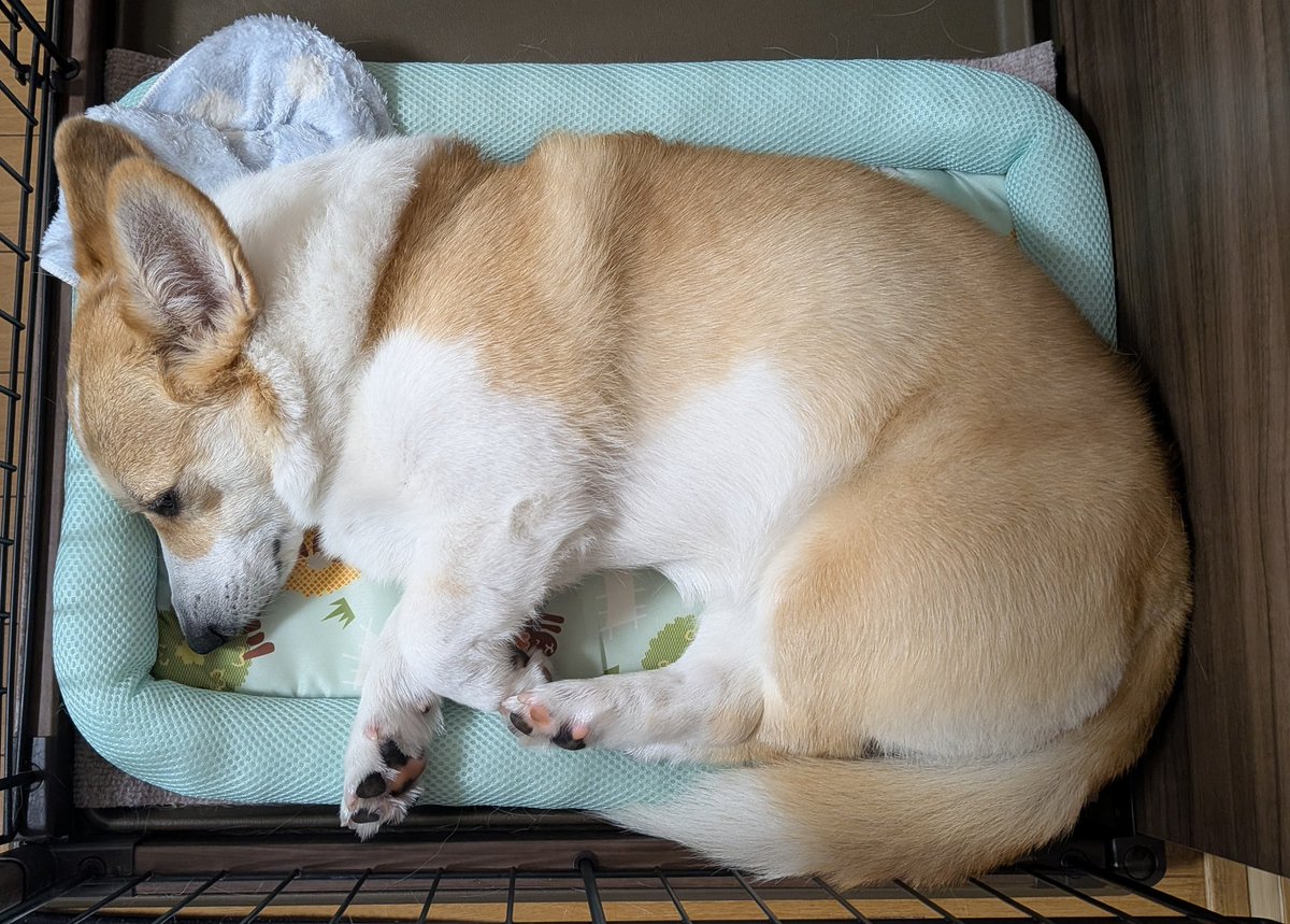 おやすみなさい〜💤 またね🐾✋️