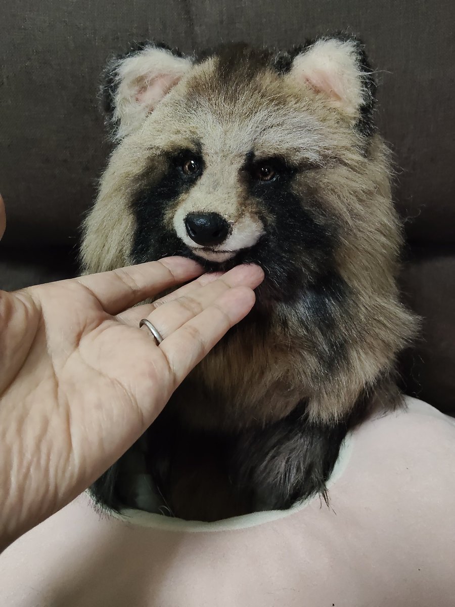 sitoron8888's tweet photo. ちまちま縫い進めているエゾタヌキさん、50cmもあって大きすぎたと思ったけれど、抱っこした感じがとても良い✨️早く完成しないかなぁ…と作りながら思うくらい可愛くて好き💗
#アートドール
#エゾタヌキ https://t.co/bAjhiJyzo3