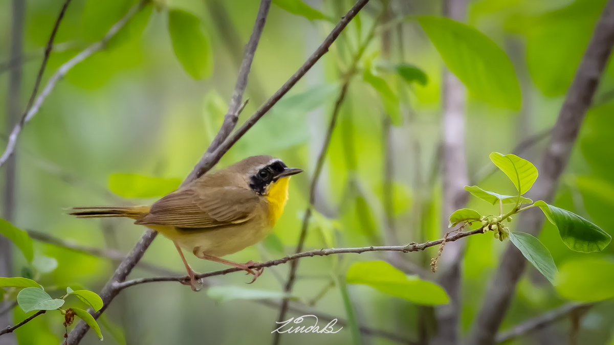 LSBofEBB's tweet photo. This Small Bird likes to hang out in thick brush, so I was happy to catch one out in the open during our hike recently. Common Yellowthroat.
#godscreatures #warbler #bird #hellothere #wildlife #nature #massachusetts #taketime https://t.co/rCmPazJP5G