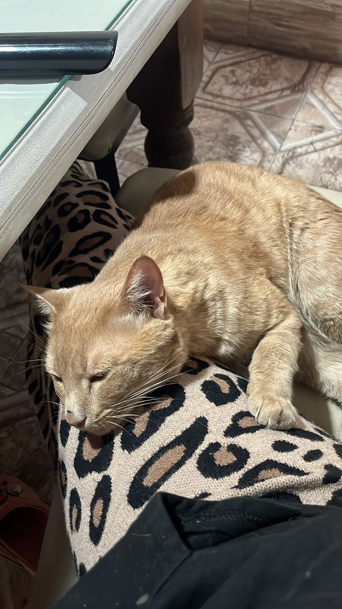 SolGuajardo1's tweet photo. Amo más a mi gato ,pero más lo amo desde que estoy embarazada, no puedo desayunar sin él lo amo tanto 😍 
Puede pasar cualquier cosa pero él no se despega https://t.co/eNaa5pjbGi