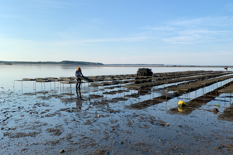 NOAAFisheries's tweet photo. The University of New Hampshire is the host institution for the new NOAA Cooperative Institute Fostering Aquaculture Research and Markets. We'll award $13.5M this year to advance U.S. marine aquaculture development—the largest single investment in aquaculture NOAA has ever made. https://t.co/BnNT1uiAjd