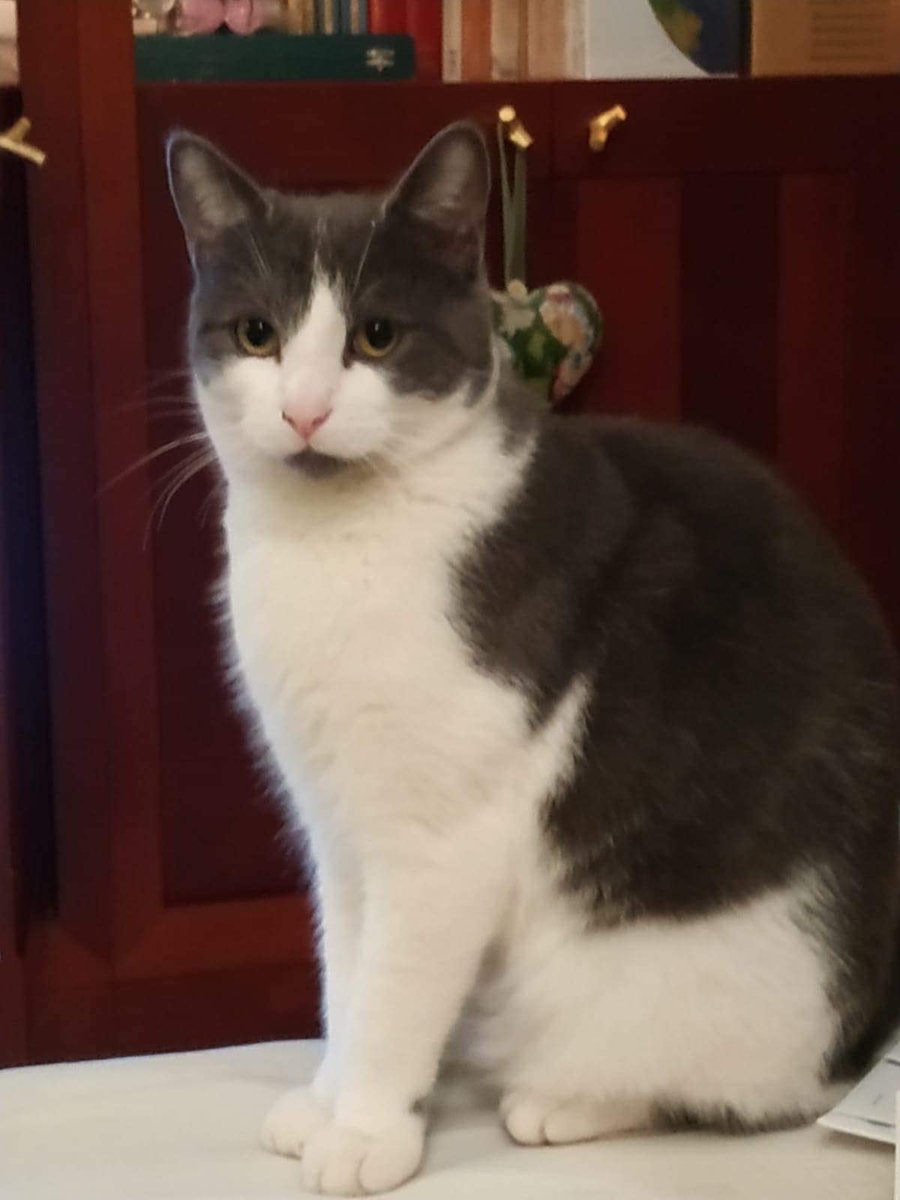 collectif_bois's tweet photo. BLA BLA CAT
Rien ne se fait en un jour, voici 4 des chats du bois que nous avons dû pendant un bon moment nourrir par tous les temps puis trapper et enfin faire adopter. Ils vivent leur plus belle vie après l’abandon.
@onevoiceanimal @SavoirAnimal07 @LigueDesAnimaux @FIFI728657 https://t.co/syxSy546Xd