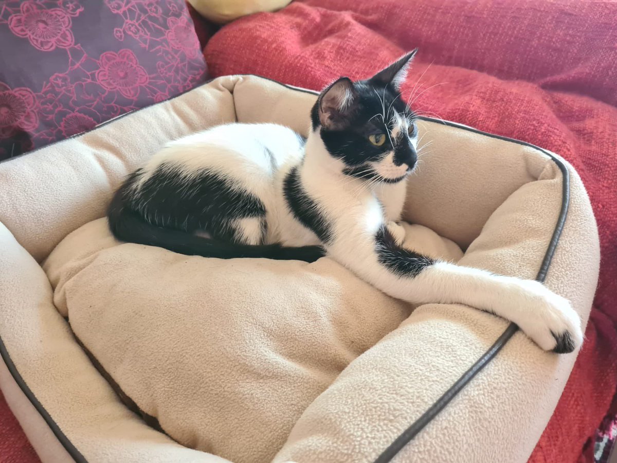 collectif_bois's tweet photo. BLA BLA CAT
Rien ne se fait en un jour, voici 4 des chats du bois que nous avons dû pendant un bon moment nourrir par tous les temps puis trapper et enfin faire adopter. Ils vivent leur plus belle vie après l’abandon.
@onevoiceanimal @SavoirAnimal07 @LigueDesAnimaux @FIFI728657 https://t.co/syxSy546Xd