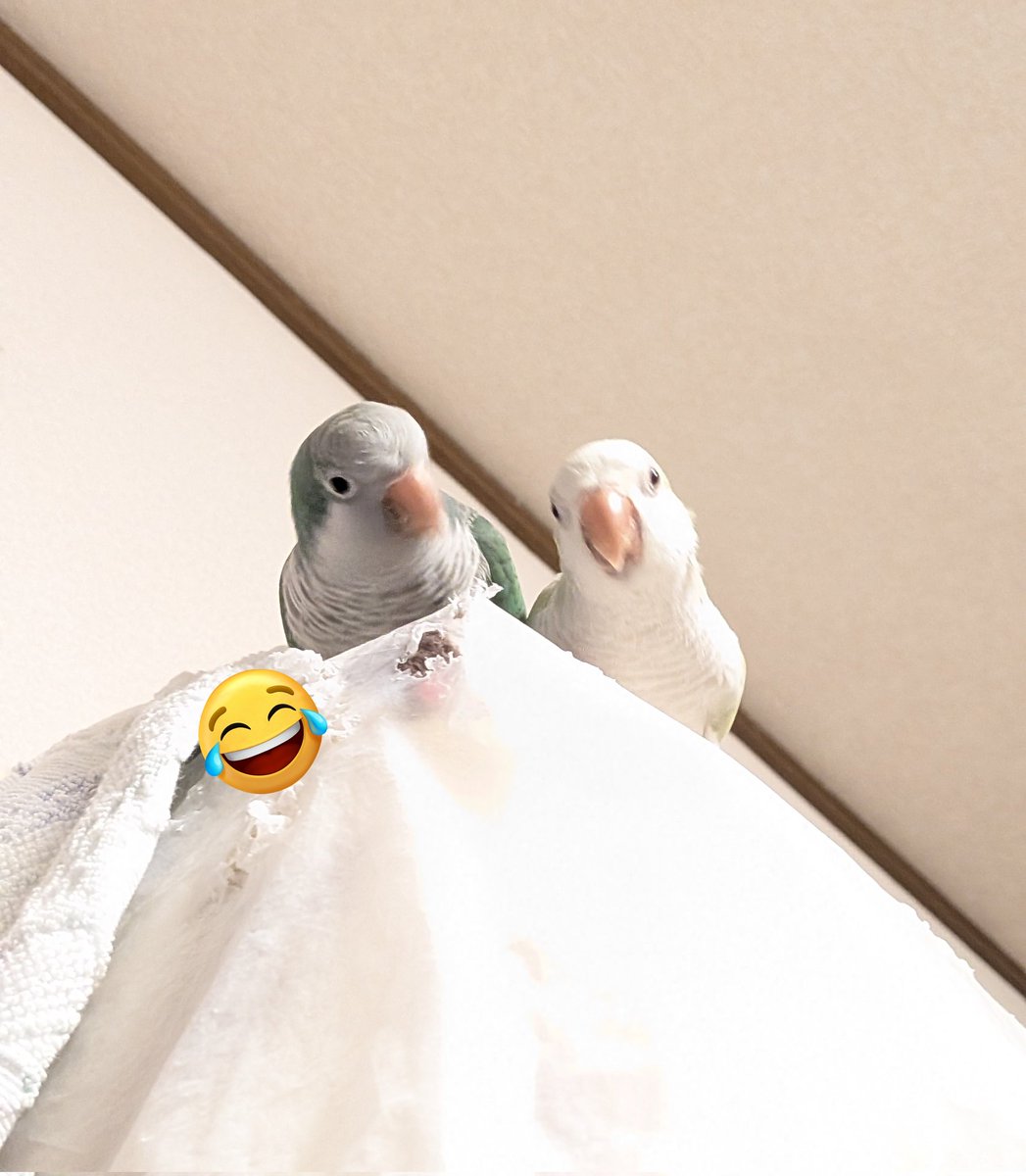 P_C_LEON's tweet photo. 飼い主…それはまさか、さし餌ではないですか！？

 #オキナインコ https://t.co/6jTHfRTiNb