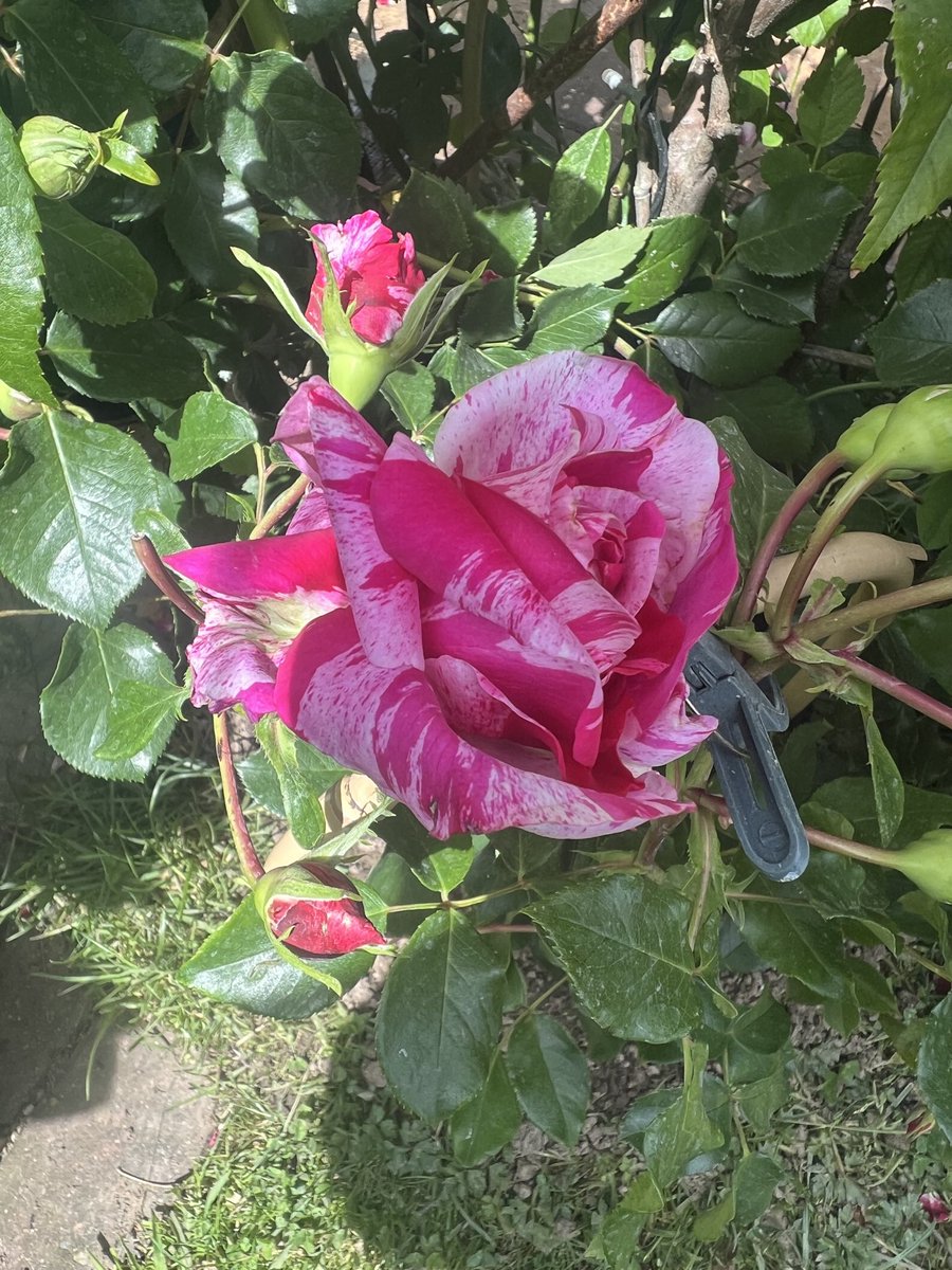 Trinkle96619465's tweet photo. #NewRoseForTheArch  💞f The Solanum has died off ( for now) so this new rose is hopefully going to fill in the empty part on the arch. 💞 https://t.co/qWYUFabRMq