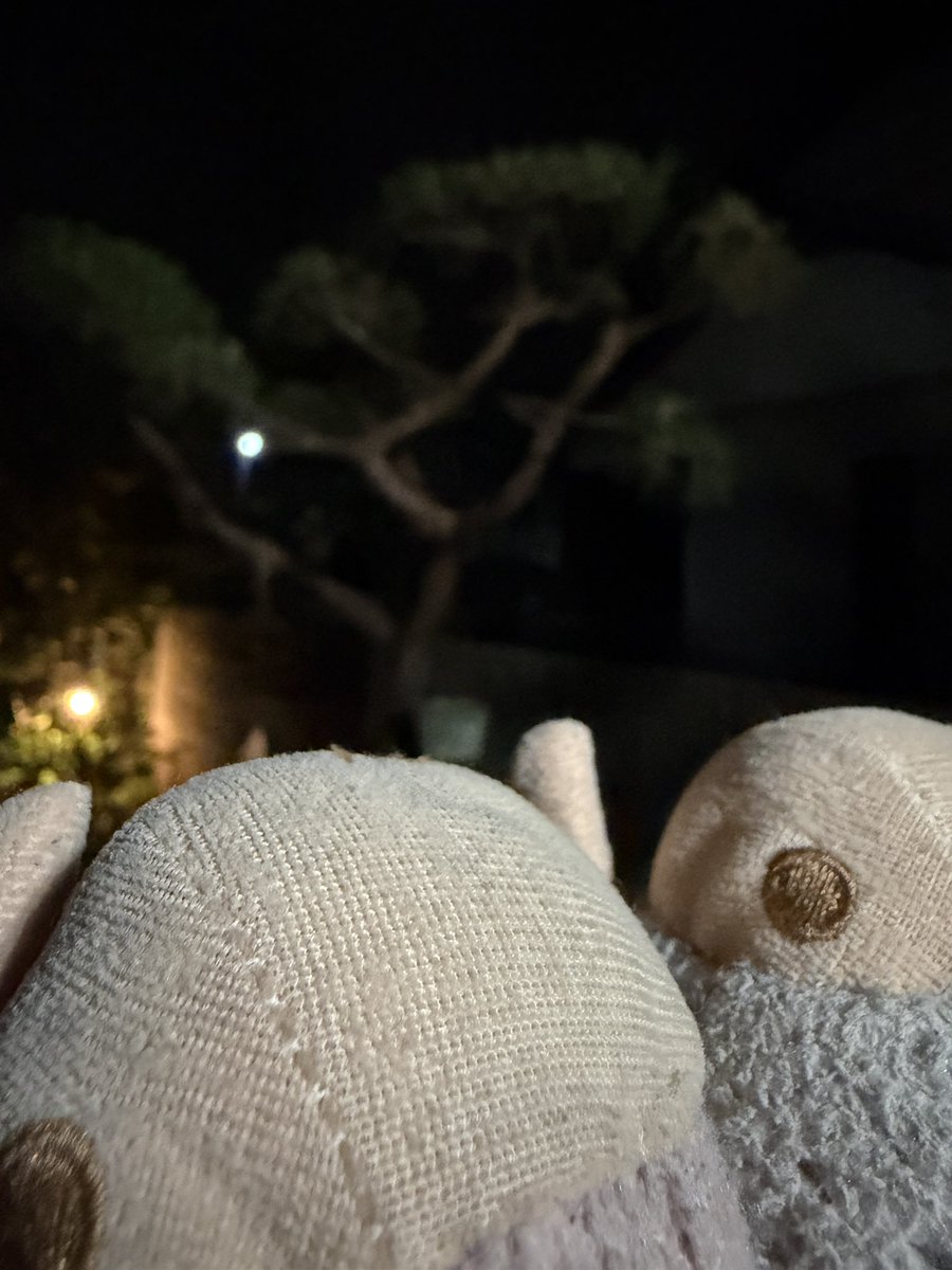 BS_MONGYA's tweet photo. #ぬいどり
 #べりぃとさわぁ 
あすこや、ほうっ、ほうっ、
うん、ふくろうくんだね、 https://t.co/KTfWW9tlWX