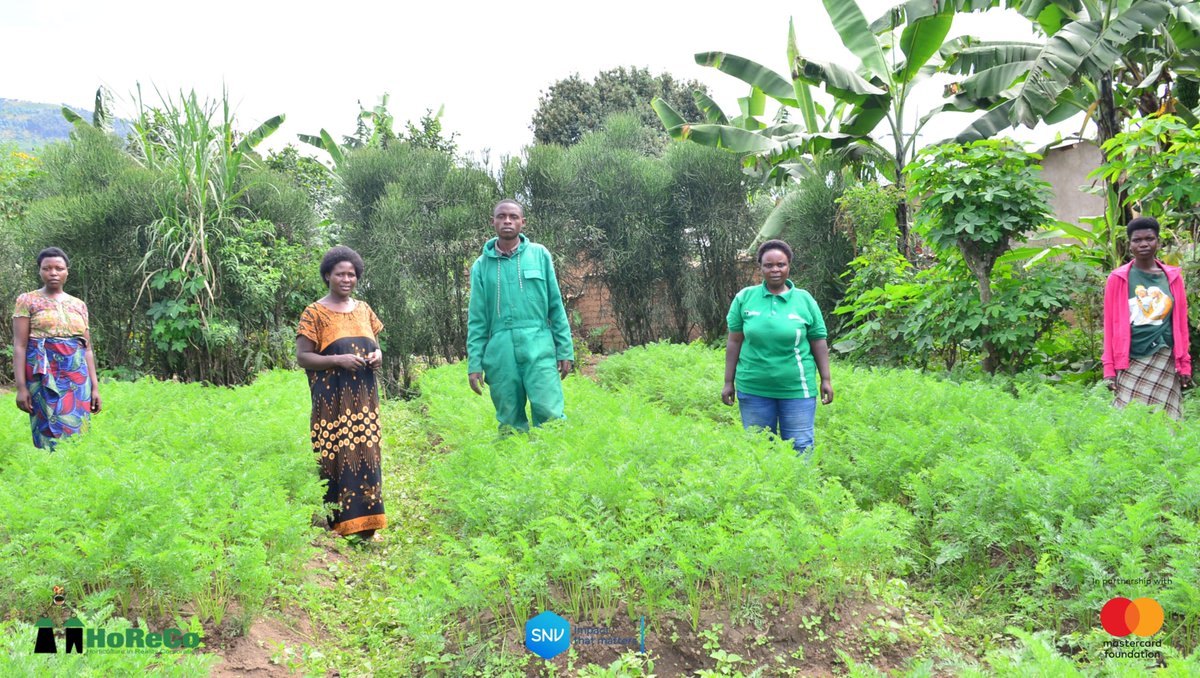 HoReCo_Rw's tweet photo. Through the Youth Entrepreneurship in Agriculture Rwanda (YEA-R) program, a five-year initiative by the @MastercardFdn and implemented by a consortium led by @SNVRwanda , including @HoReCo_Rw and other partners, farmers from the Kivumu Group in @MusanzeDistrict are transforming their livelihoods through professional farming, entrepreneurship, collective action, and a strong saving culture.

YEA-R aims to create 40,000 dignified and fulfilling work opportunities for young people in Rwanda’s agri-food sector by 2029, particularly in the horticulture and poultry value chains. The program is creating inclusive opportunities for youth, women, and persons with disabilities to actively participate in agricultural value chains and build resilient livelihoods.

By empowering farmers today, YEA-R is helping build stronger communities, create jobs, and contribute to a more prosperous Rwanda tomorrow