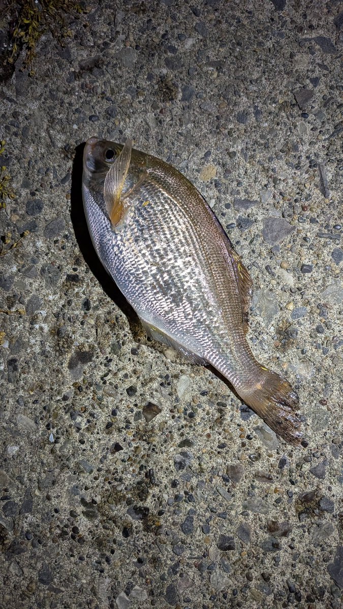 raiden71212868's tweet photo. 久しぶりのライトゲーム🎣
釣れた魚はウルトラライトだったけどすげー楽しかった😁
明日は久しぶりに風も波も穏やかになりそうなのでロックでもやろうかな🤔 https://t.co/5i7AmB93jk
