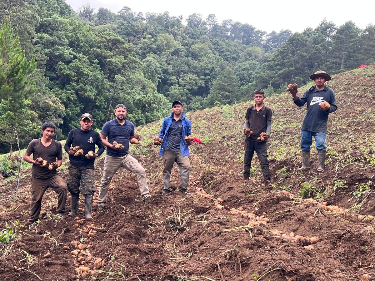 oscardomsv's tweet photo. En los próximos días, esperamos que la zona oriental alcance un hito en la producción agrícola nacional, al registrar por primera vez la mayor cosecha de papa de su historia, con ese resultado se posicionará como la segunda zona productora de papa del país, solo después del norte de Chalatenango.

¡Felicidades, Morazán!

Programa de Aumento a la Producción
- Papa Russet Nacional.
- Papa híbrida China.
- Primeras 100 manzanas en cosecha de una vez con un rendimiento arriba de los 800 quintales por manzana y sumando.