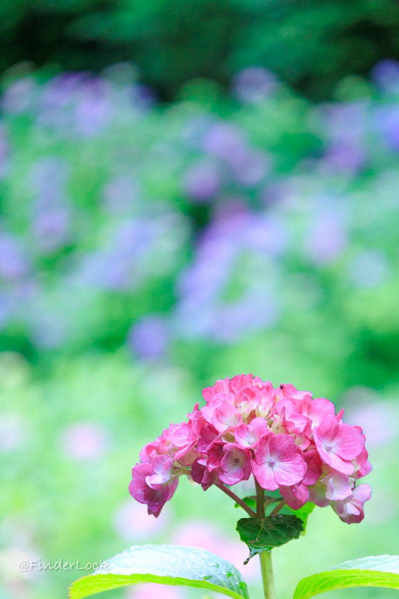 FinderLock's tweet photo. 雨上がりの紫陽花
#TLを花でいっぱいにしよう 
#eosr10 #rfs18150 https://t.co/KhifqJ6G1X
