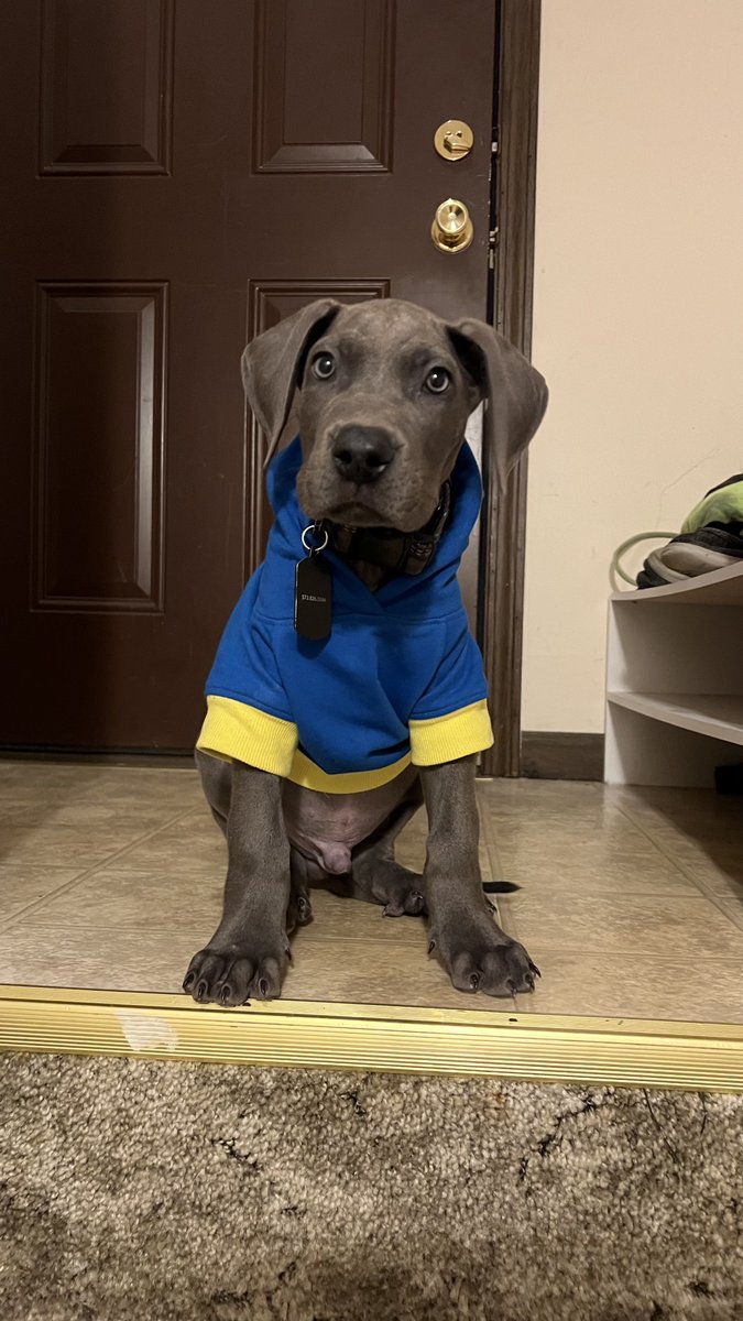NukaWolf98's tweet photo. Been very frustrating to see as a Dane dad. https://t.co/xqnaTxBXkX